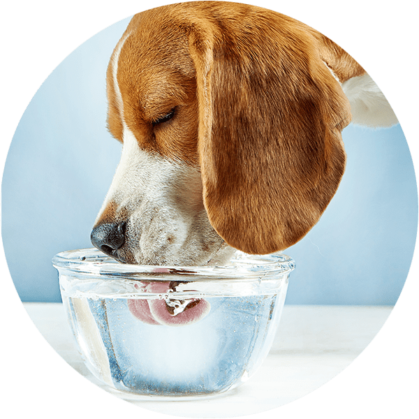 Photo_AnimalHydratation